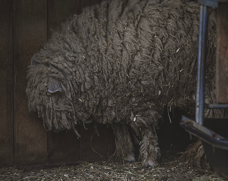 An untrimmed sheep with long wool in the barn