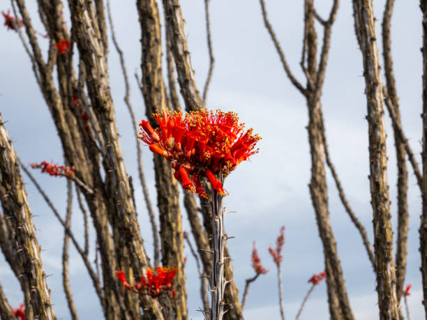 Ocotillo cactus blossom close up with selective focus.