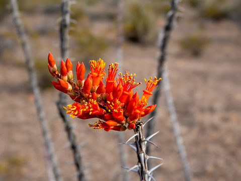 Ocotillo cactus blossom close up with selective focus.