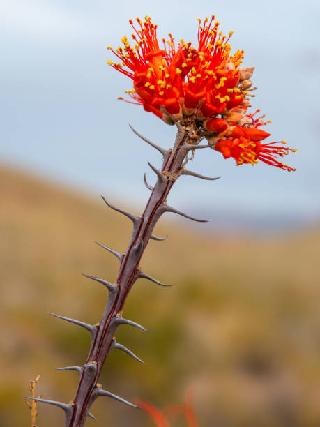 istock Ocotillo cactus blossom close up with selective focus. 2150482735