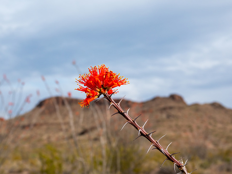 Ocotillo cactus blossom close up with selective focus.