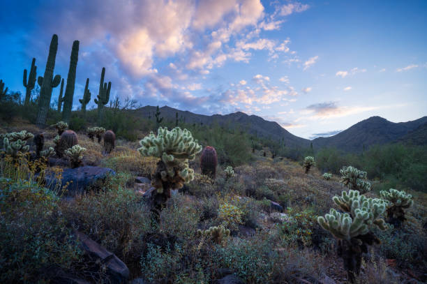 istock Sonoran Sunrise on Bell Pass Trail in the McDowell Mountains 2150483939