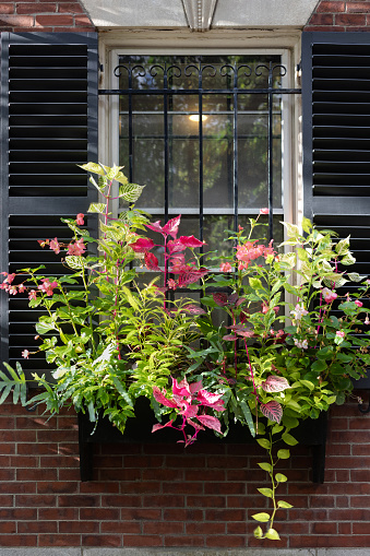 Adorning the exterior of a charming brick home in New England, a box window bursts with an array of vibrant potted plants, creating a picturesque display.