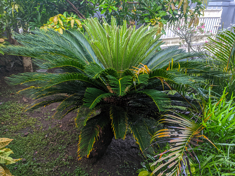 Fern plants in the garden with wide and dense leaves