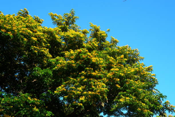 Flowering narra tree or Pterocarpus indicus tropical tree in Philippines.