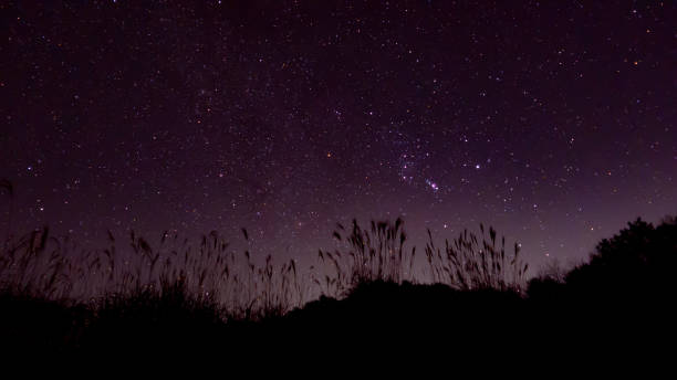 Japanese pampas grass swaying in the autumn breeze, gracefully dancing against the backdrop of Betelgeuse shining in the night sky. A landscape where silence and liveliness coexist, where the beauty of nature and the mystery of the starry sky intermingle.