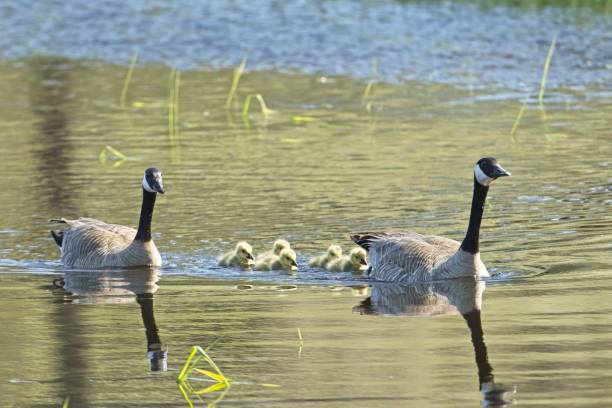 istock Geese and goslings swimming in a pond. 2150487559