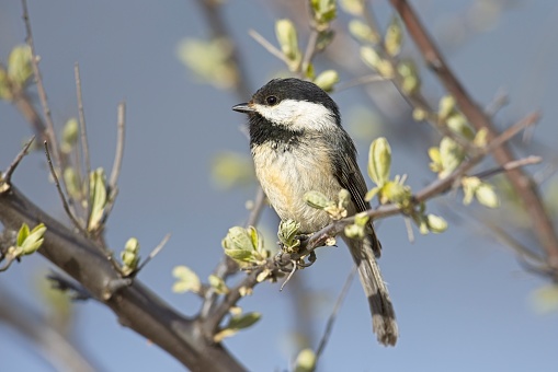 A close up of a small black capped chickadee perched on a small twig in Coeur d'Alene, Idaho.