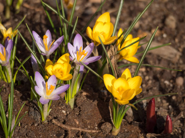 istock crocuses in the garden closeup 2150488347