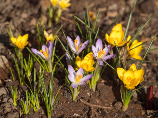 istock crocuses in the garden in spring 2150488438