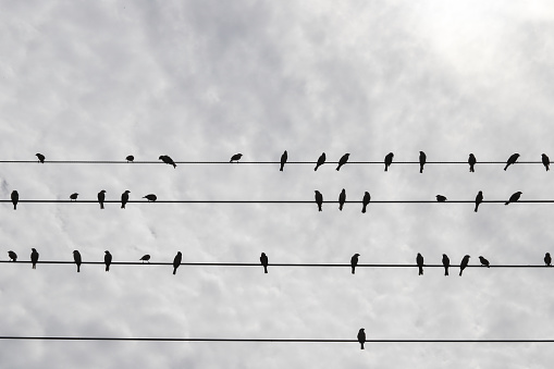 Many sparrows perched on the wires, a picture of harmonious coexistence of animals and industrial society