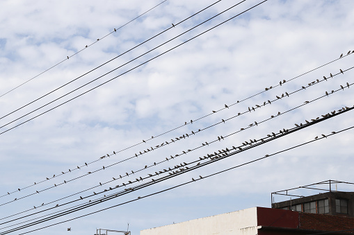 Many sparrows perched on the wires, a picture of harmonious coexistence of animals and industrial society