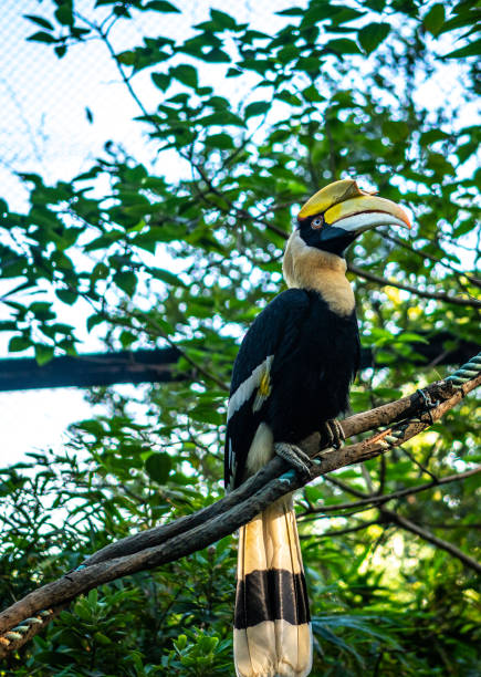 istock toucan in the jungle 2150489035
