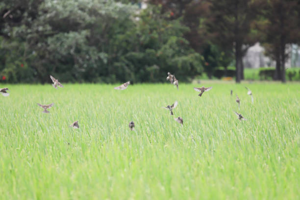 A group of sparrows eat rice in the rice field, causing agricultural losses