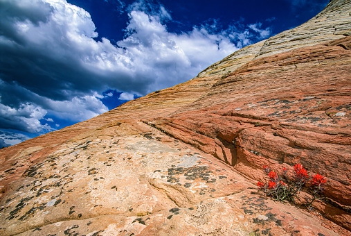 slickrock paintbrush , Castilleja scabrida growing on Checkboard Mesa in Zion National Park, Utah. Navajo Sandstone formation. Showing patterns of the rock formations. Cross-bedded white sandstone. Cross-bedding.