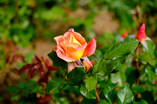 orange color Rosa chinensis flower with green leaves. Also called Chinese rose