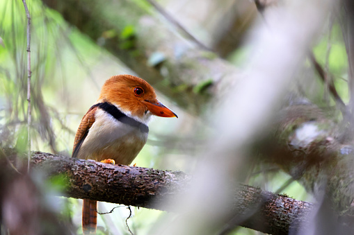 The collared puffbird (Bucco capensis) is a species of bird in the family Bucconidae, the puffbirds, nunlets, and nunbirds. This photo was taken in Colombia.
