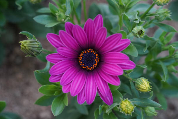 Purple flowers garden background