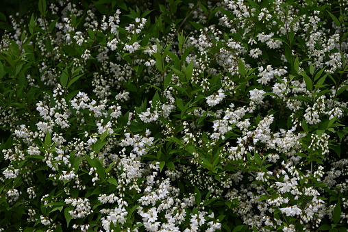 Slender deutzia flowers. Hydrangeaceae deciduous shrub A species endemic to Japan. Many white flowers bloom slightly downward in early summer.