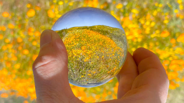 istock Crystal Ball with California Poppies 2150493239