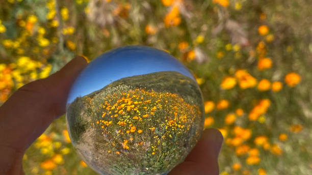 The first signs of the coming Spring appear in the form of poppies. As the poppies bloom along the hillside, the potential of Spring is looms with them.