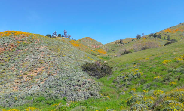 istock Spring Poppies on California Hillsides 2150493266