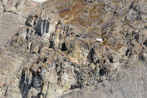 Dall sheep can be seen climbing amongst the rocky cliffs of the Chugach Mountains.