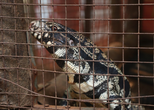 Argentine black and white tegu big dangerous lizard closeup in the cage