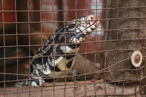 istock Black and white tegu lizard closeup face in the cage 2150494075