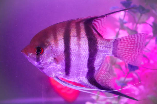 istock Cute small angelfish swim in the fish tank 2150494083