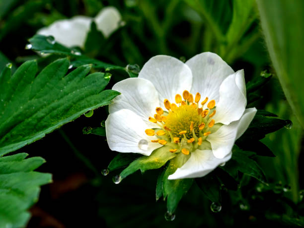 fresh bright delicate first strawberry flowers in spring in the garden, dew drops on the leaves and petals of flowers