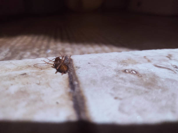 Cockroach die because it is exposed to insecticide