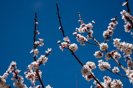 Apricot blossoms on a tree in northern India against a blue sky
