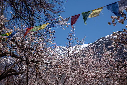 Blooming apricot tree in the Ladakh region of northern India