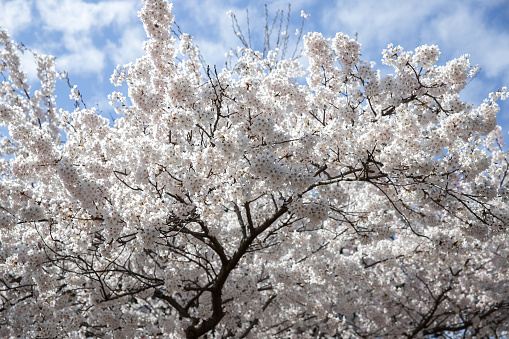 Beautiful cherry blossom over blue cloudless sky