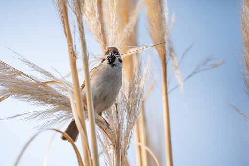 one eurasian tree sparrow sitting on pampas in garden collecting flower panicles for his nest, looking at camera
