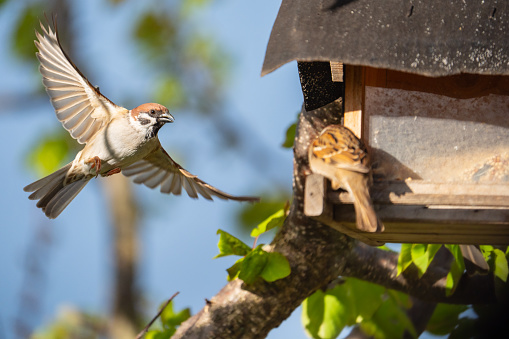 tree sparrows at bird feeder in garden tree on sunny day in spring, shallow focus on the flying sparrow
