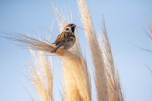 one eurasian tree sparrow sitting on pampas plant in garden collecting flower panicles for his nest
