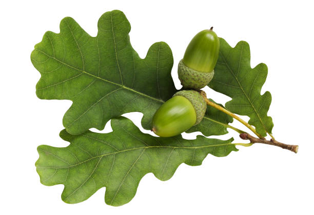 istock oak branch with green leaves and acorns on a white background 2150501201