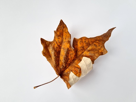 Dry twisted autumn leaf on a white background. Beautiful natural pattern