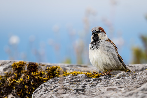 Sparrow on the ground. One house sparrow perching on rock in spring.