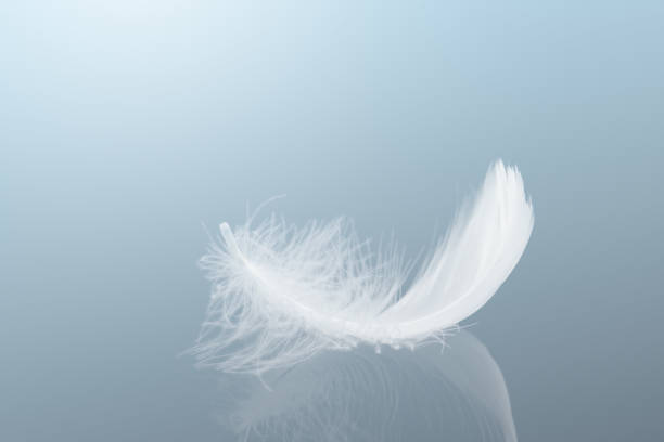 istock Single White Bird Feather with Refection. Beautiful Feather Abstract Background. 2150502507