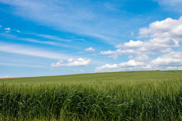 istock Green wheat field and blue sky in early summer 2150502916