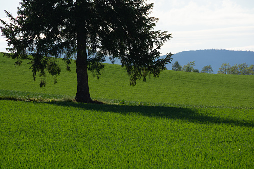 Pine tree standing in a green wheat field in Biei