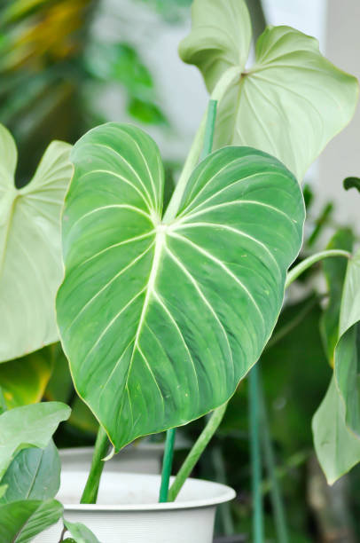 istock Philodendron Gloriosum ,Philodendron plant 2150503277