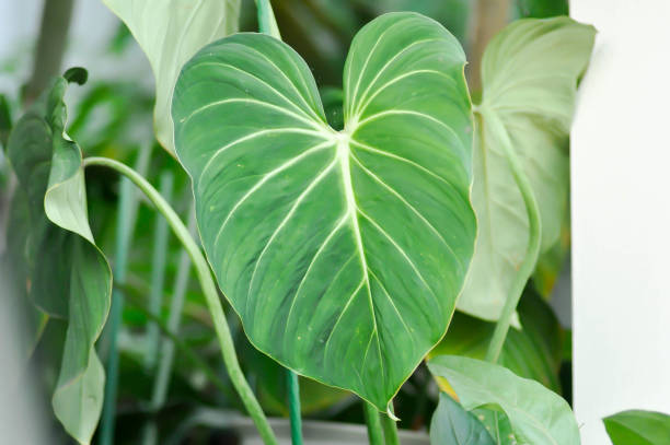 istock Philodendron Gloriosum ,Philodendron plant 2150503285
