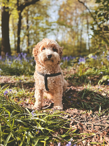 Springtime in the English countryside, and an adorable cockapoo sits patiently amongst the bluebells.
