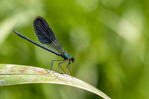 istock Dragonfly perched on leaf, Arthropod insect in terrestrial plant ecosystem 2150504003