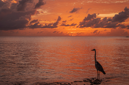 Heron watching the sunset on tropical beach