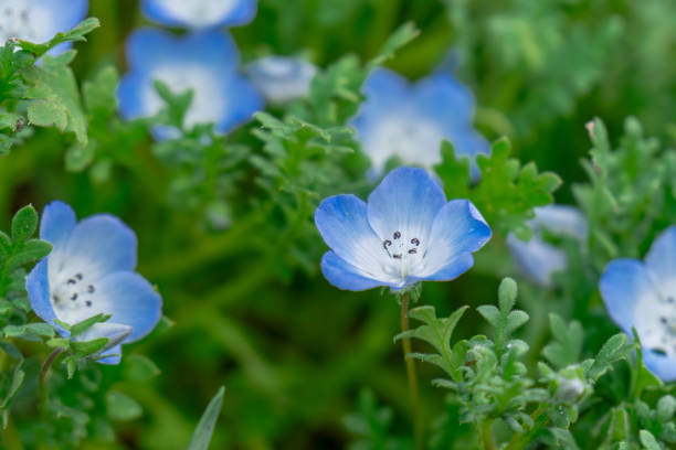 Nemophila flowers
